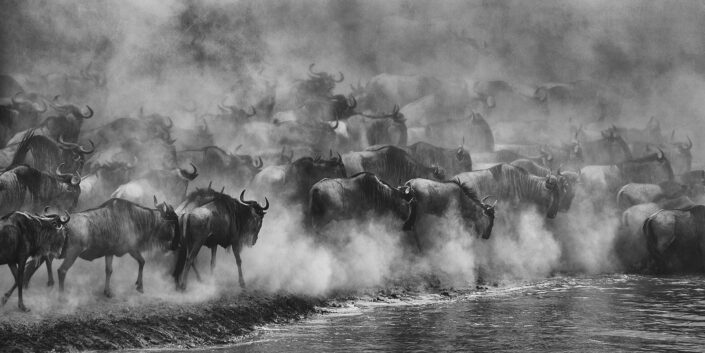 panoramic photography - Great Migration