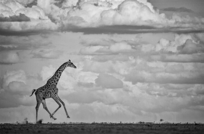 fine art black and white wildlife photography - Galloping Giraffe