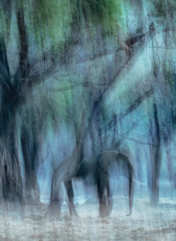 GDT signature print- Vanishing Elephant