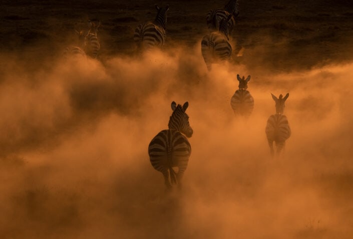 top african wildlife photographer