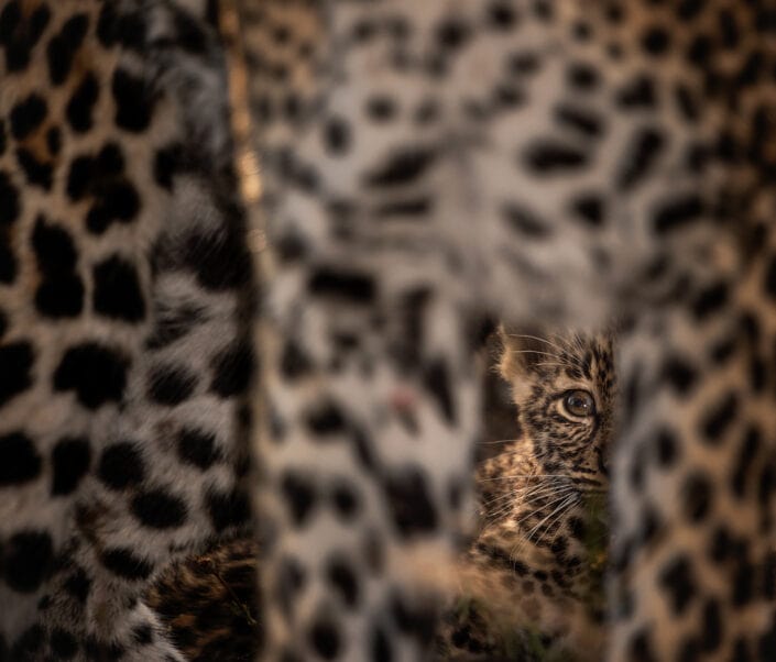 limited edition wildlife print - Through Mum's Legs