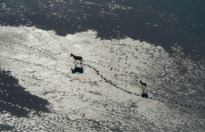 african wildlife original print - Zebra and Foal