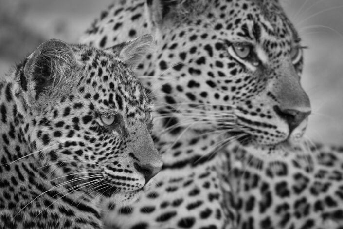 African wildlife artist - Spitting Image