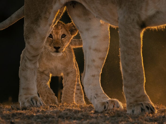 GDT master print - Mara Lion Cub