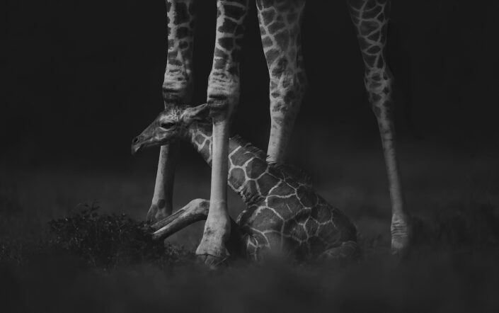 African wildlife artist - A Mother's Protection