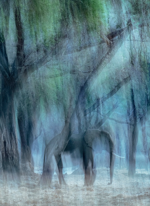 A photo of an elephant taken on an African photographic safari