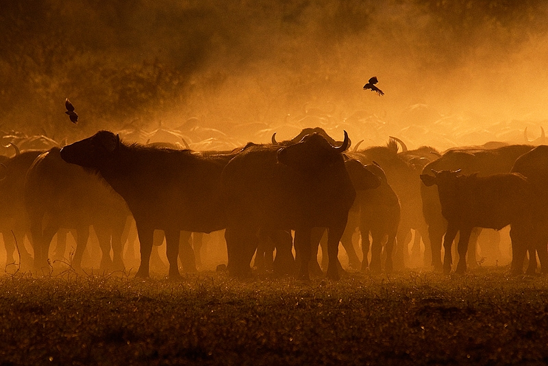 private photographic safaris scene