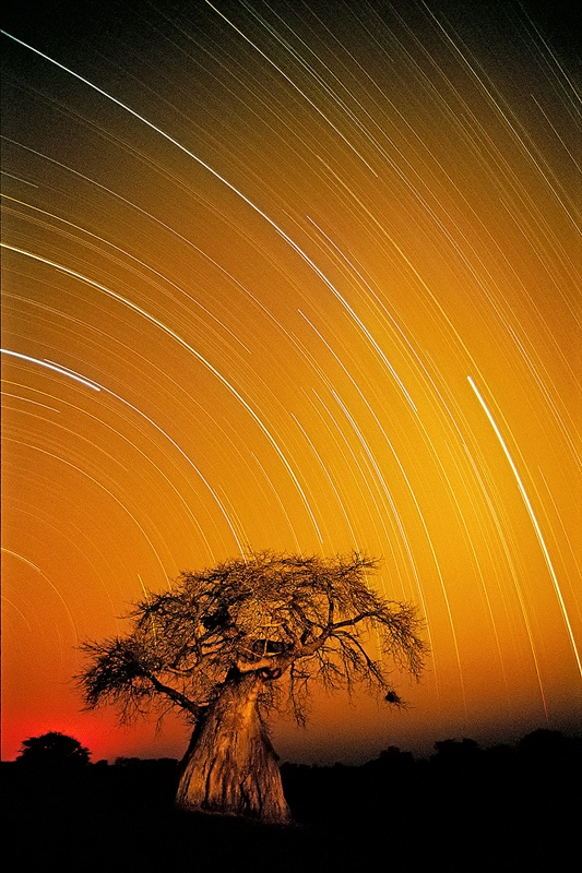 Ruaha photo safari baobab startrail