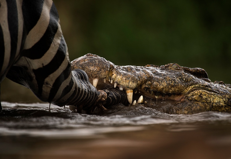 Which African country is bets for safaris