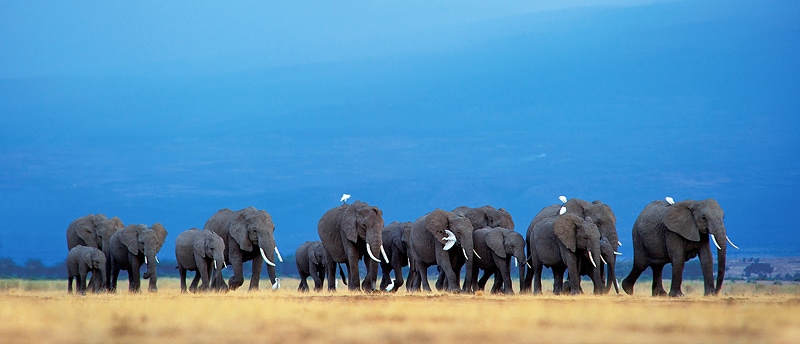 best time to go on safari