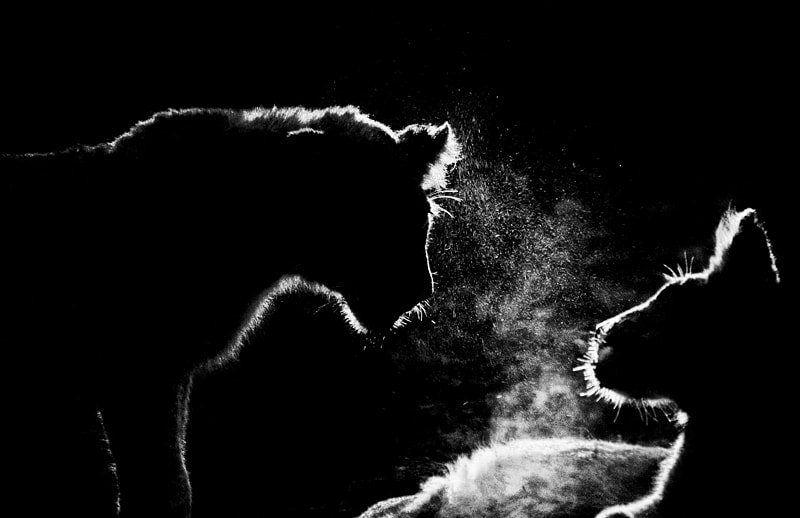 African wildlife photography safari picture