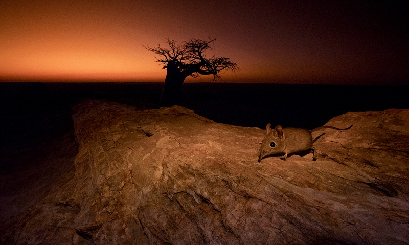 best lens for safari