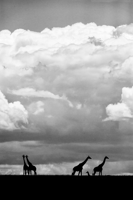 best camera for safari