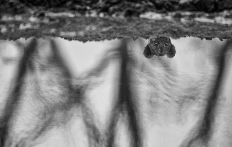 best camera for safari