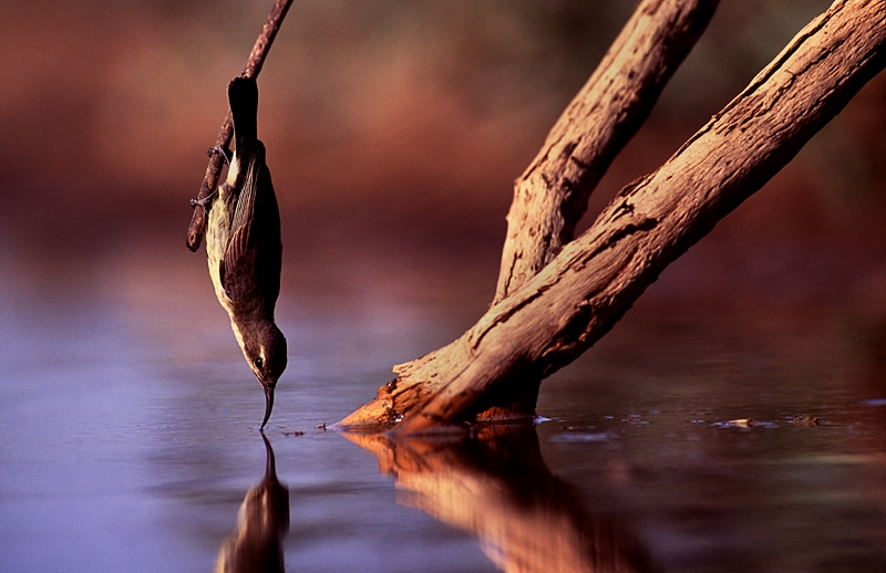 African wildlife photography safari photograph