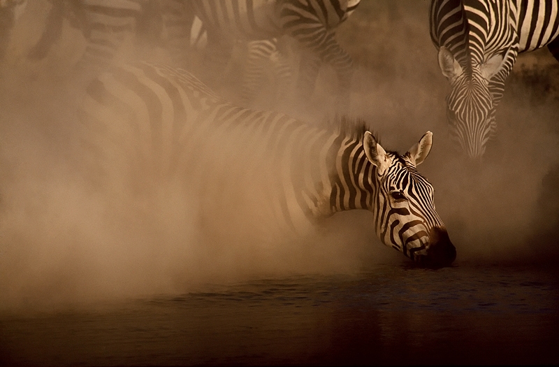 safari photography tips