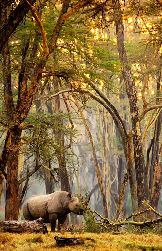 African photography safari tips