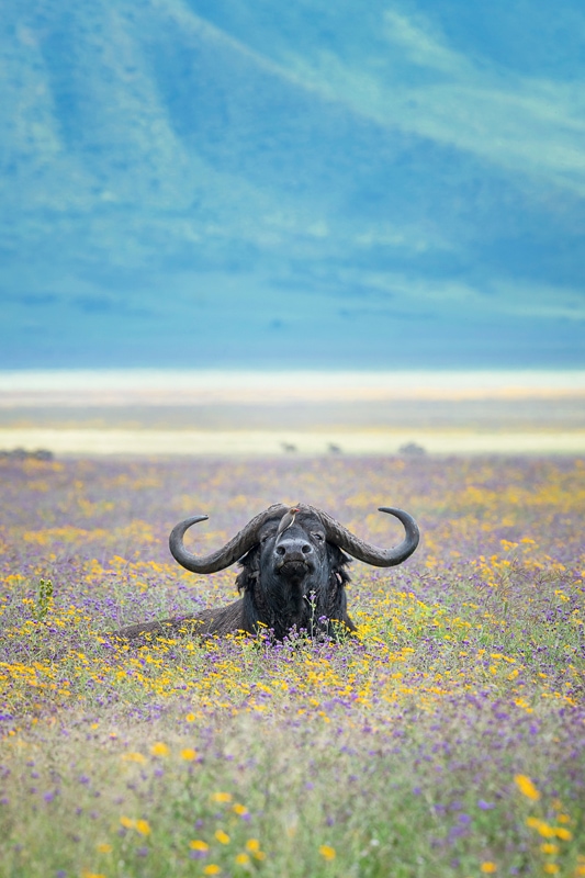 African photography safari tips