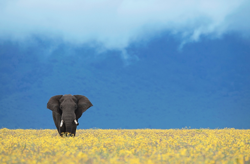 what to pack for a safari 