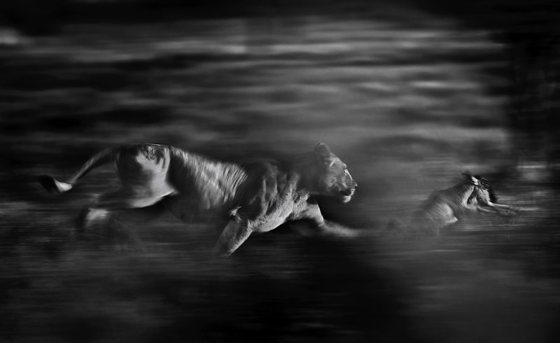 African wildlife photography safari photo