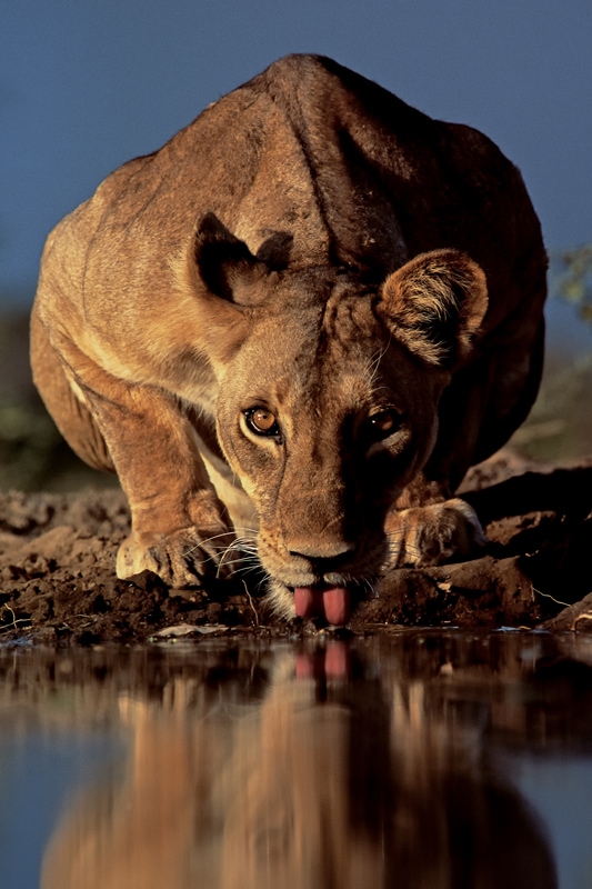 South African wildlife photographer | Famous African Wildlife Photographer