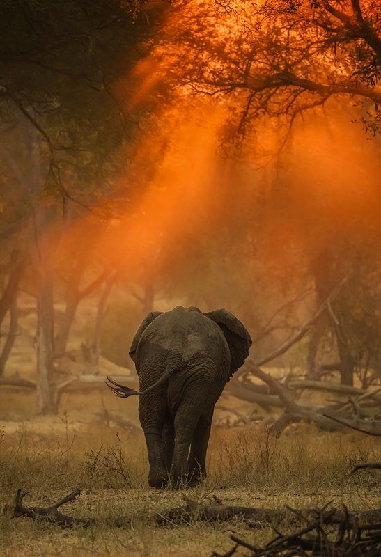 photo safari in zambia
