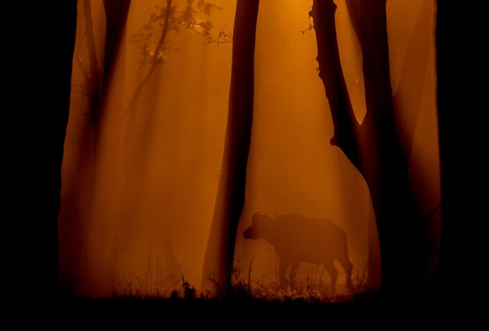lower zambezi photo safari - a silhouette from deep inside a Zambian forest
