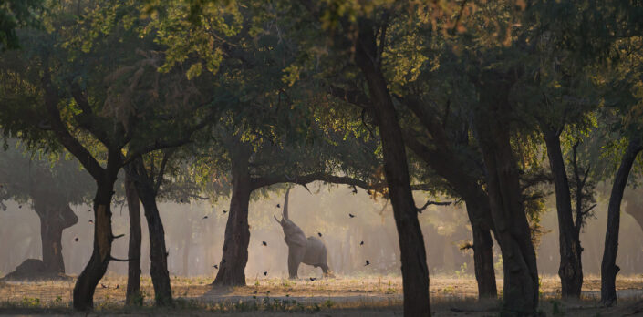 lower zambezi photo safari - Greg du Toit is Africa's top wildlife photographer.