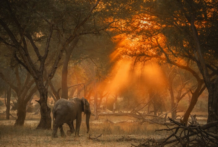 lower zambezi photo safari - an elephant at sunset in a Zambian forest. Photographer Greg du Toit