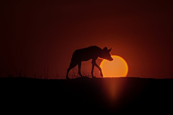 zambia photo safari - wild dog silhouette by African wildlife photographer Greg du Toit