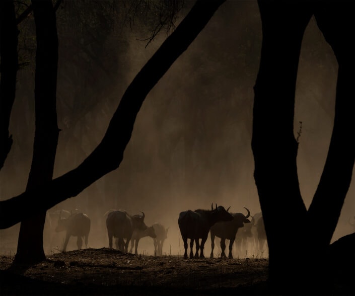 zambia photo safari - a herd of buffalo and dust in lower zambezi national park.