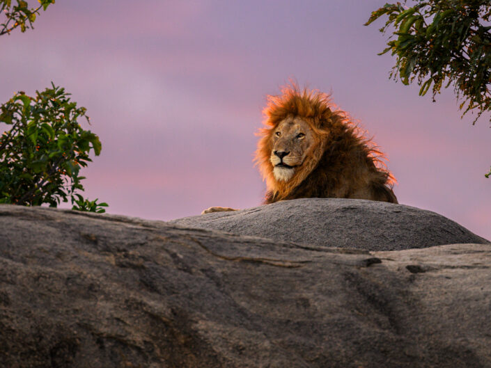 Ngorongoro Crater and Serengeti Safari