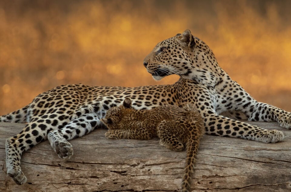 leopard-and-cub_banner_lower-