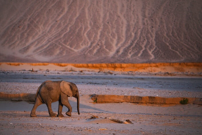 baby elephant walking along the Hoanib River