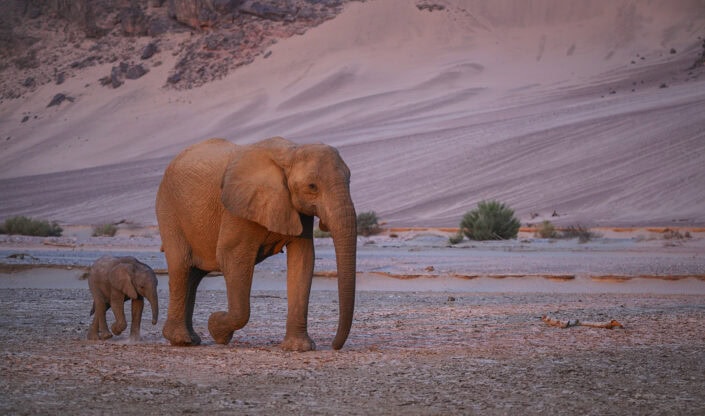 photograph from the Namibia Skeleton Coast