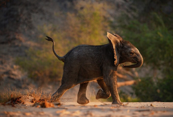 photograph from a Namibia photo safari