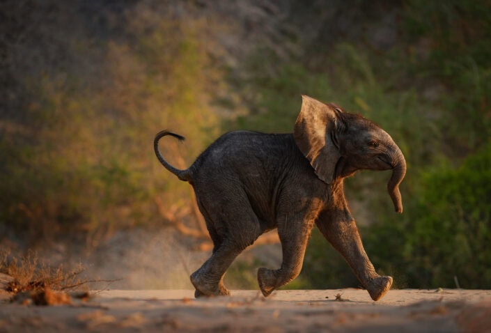 photograph from a Namibia photo safari