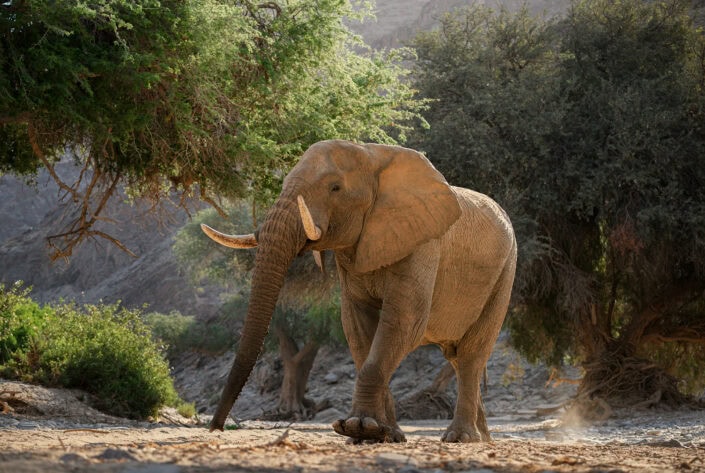 photograph from a Namibia photo safari