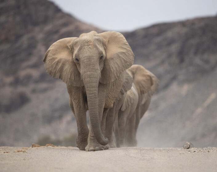 photograph from Namibia's Hoanib River