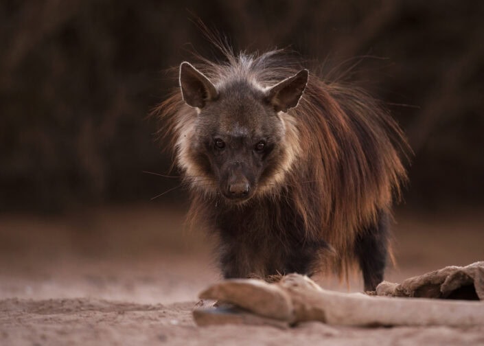 brown hyena namibia skeleton coast