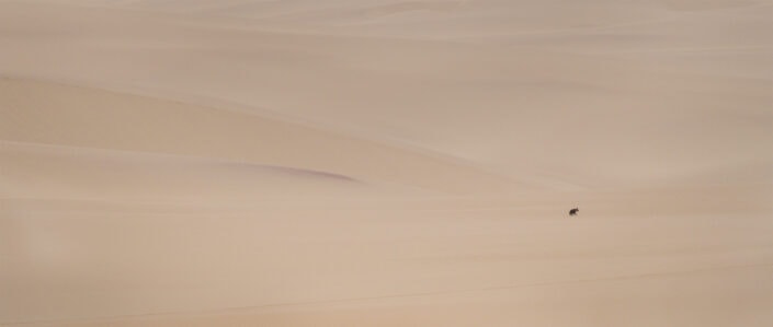 brown hyena_banner2_namibia photo safari