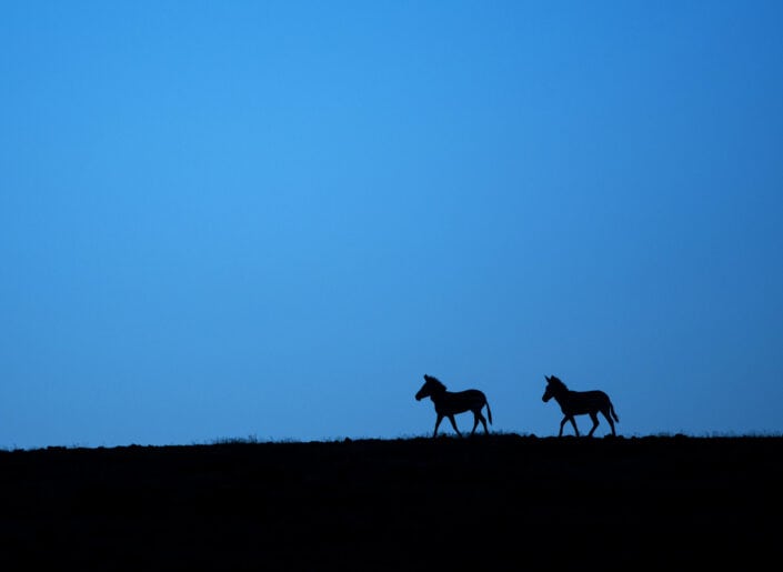 Hartmann's zebra silhouette photographed on a Namibia photography safari