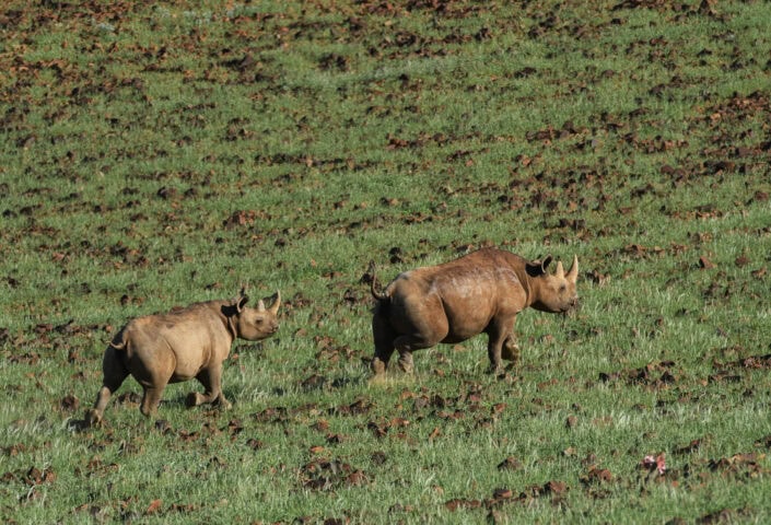 damaraland_namibia_black rhino_and_calf_grass
