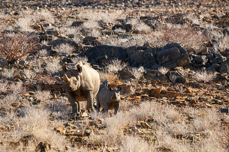 damaraland_namibia_black rhino and calf