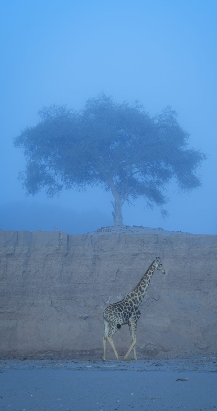 desert giraffe on the mist by wildlife photographer greg du toit