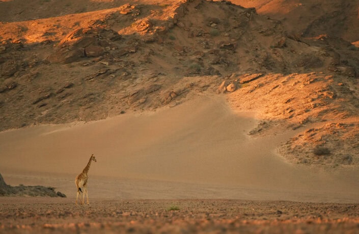 hoanib desert giraffe
