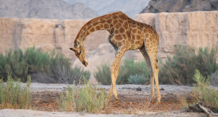hoanib_giraffe_bending