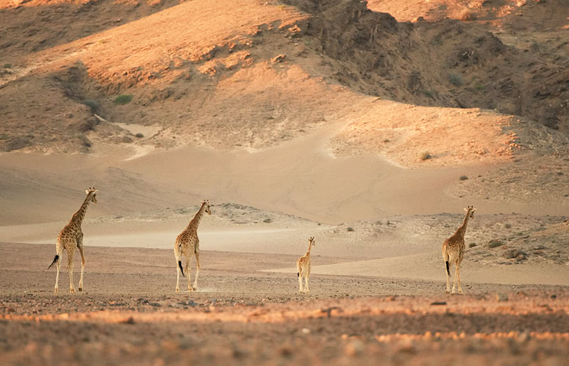 hoanib_giraffe_journey