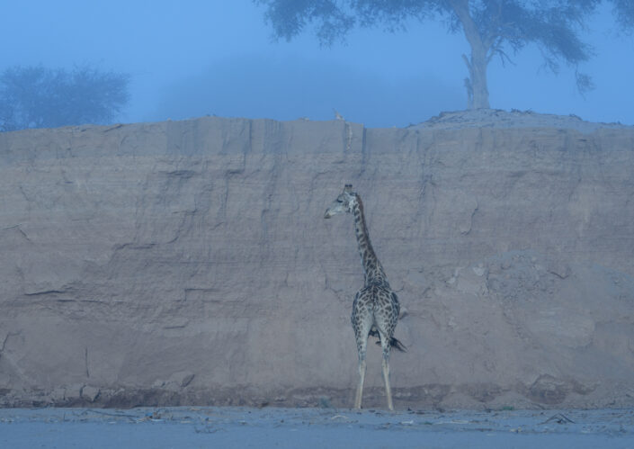a desert giraffe in the fog