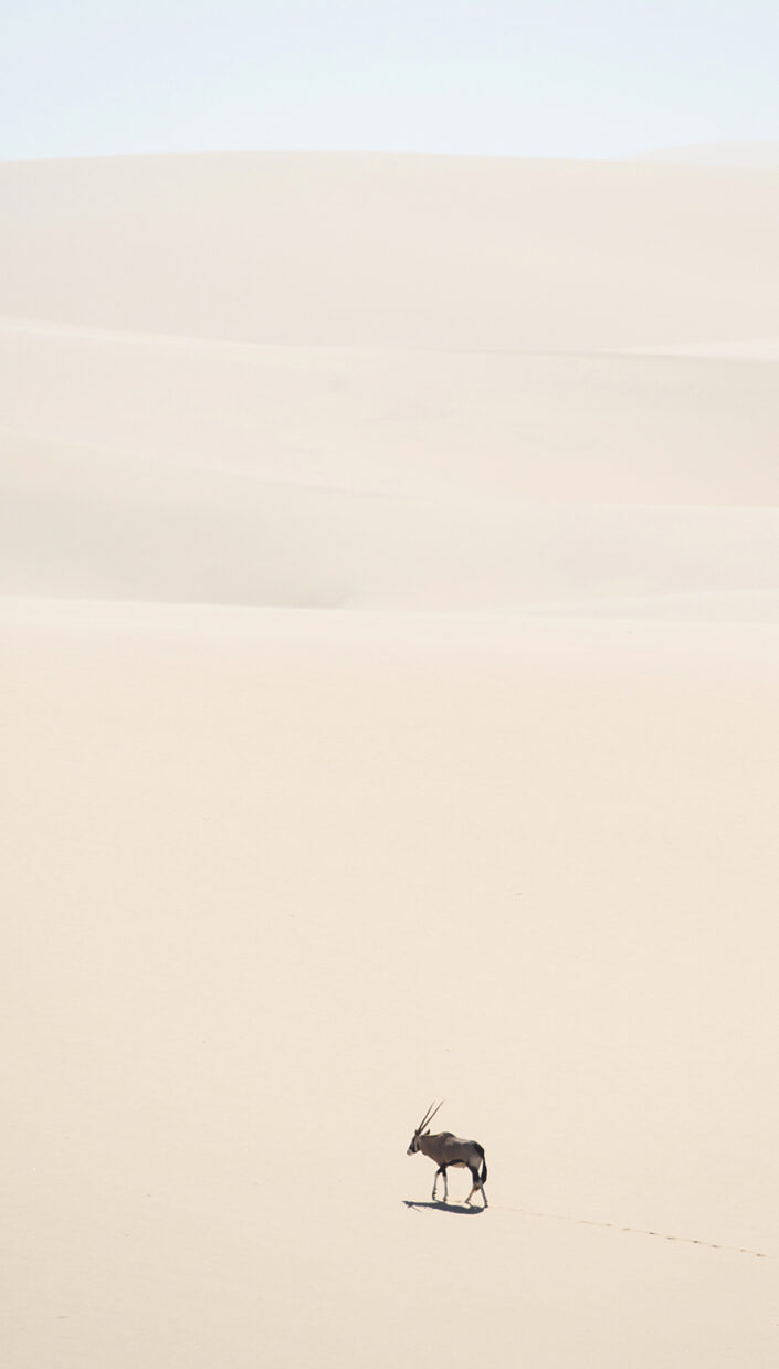 an Oryx antelope in the dunes of the Namib Desert along Namibia's Skeleton Coast